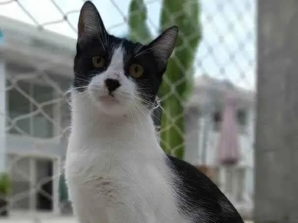 Gato ra a srd frajolinha  idade 1 ano nome MAGGIE