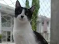MAGGIE