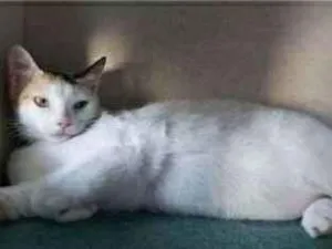Gato raça srd tricolor idade 7 a 11 meses nome DÁLIA