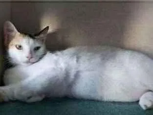 Gato ra a srd tricolor idade 7 a 11 meses nome DÁLIA