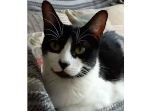Gato raça srd frajolinha  idade 2 anos nome FILÓ