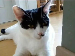 Gato raça srd frajolinha  idade 2 anos nome ATHENA