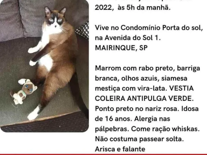 Gato ra a Siamesa mestica idade 6 ou mais anos nome Meg