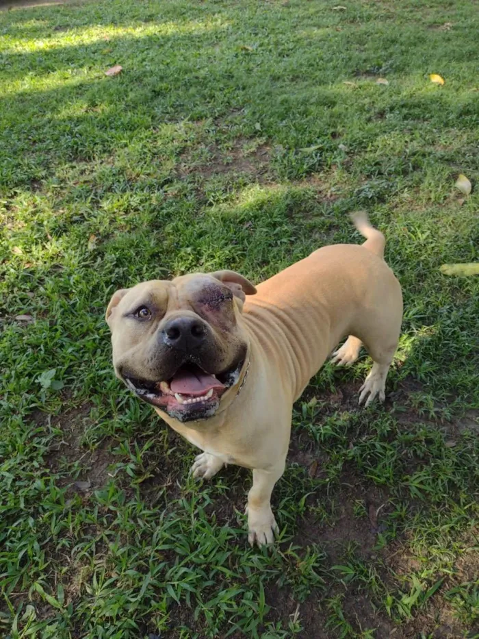 Cachorro ra a American Bully idade 2 anos nome Otto