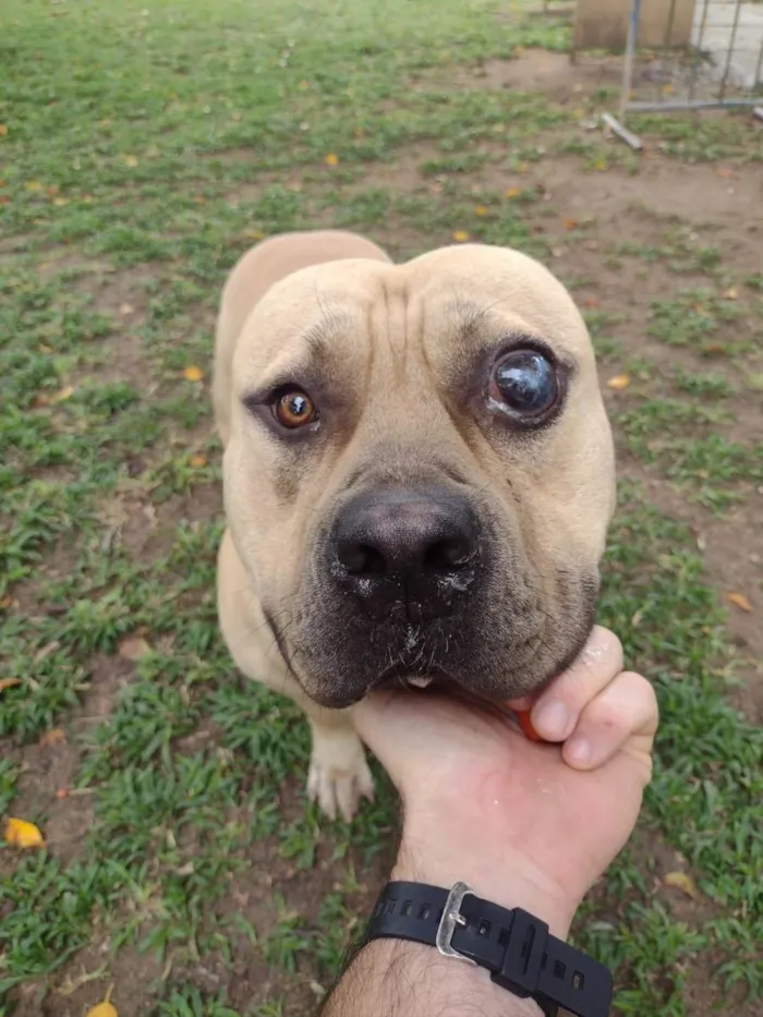 Cachorro ra a American Bully idade 2 anos nome Otto