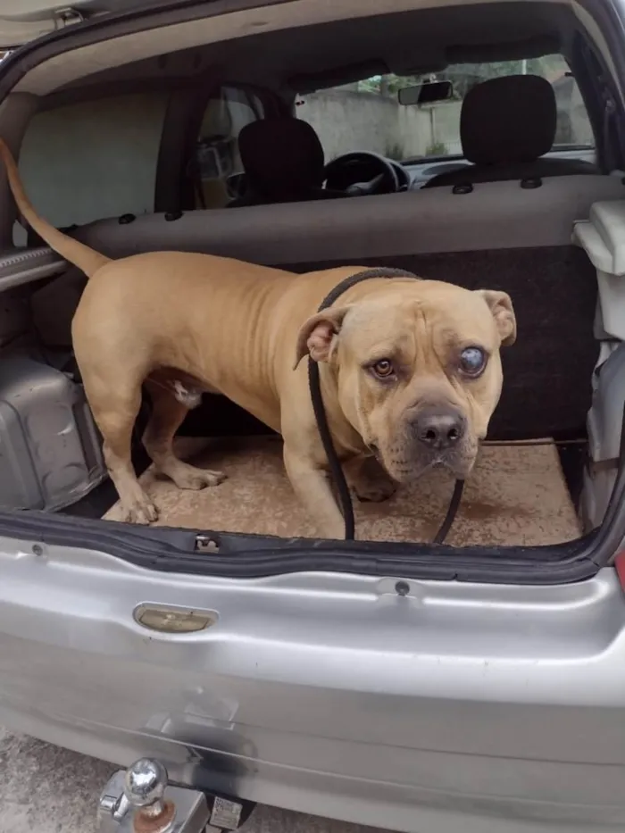 Cachorro ra a American Bully idade 2 anos nome Otto