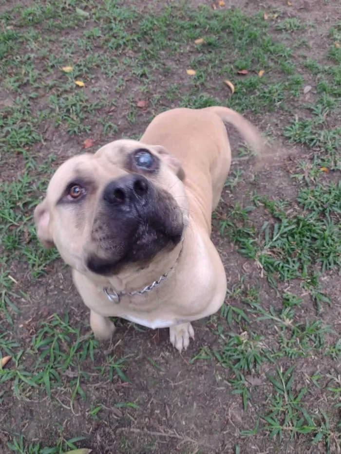 Cachorro ra a American Bully idade 2 anos nome Otto