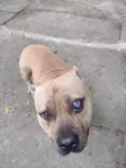 Otto