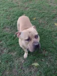 Otto