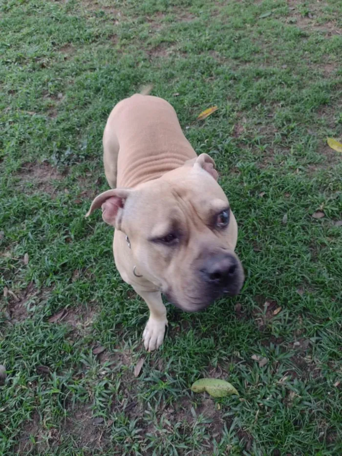 Cachorro ra a American Bully idade 2 anos nome Otto