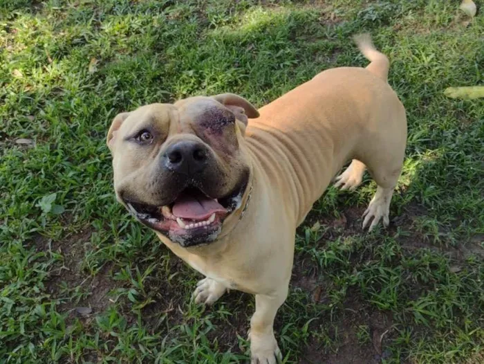 Cachorro ra a American Bully idade 2 anos nome Otto