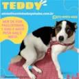 Cachorro raça Srd  idade 1 ano nome Teddy