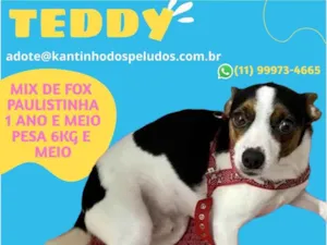 Cachorro raça Srd  idade 1 ano nome Teddy