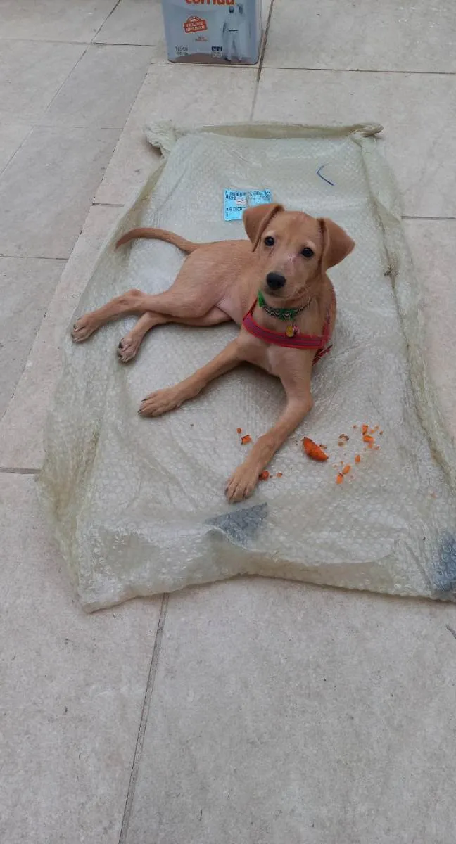 Cachorro ra a SRD idade 2 a 6 meses nome Clara de assis