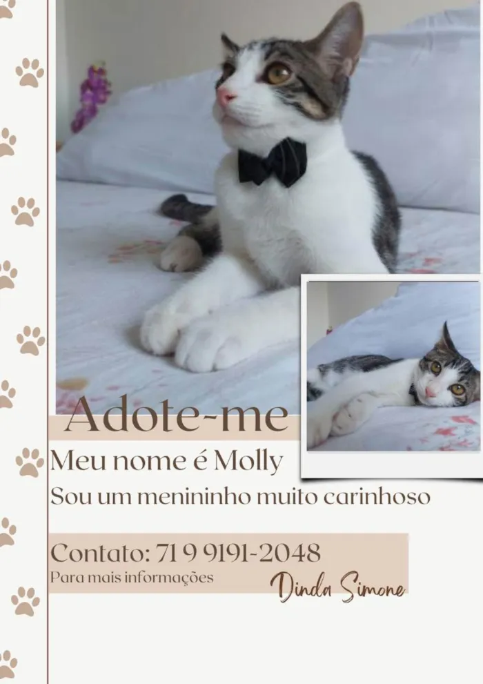 Gato raça Sem raça definida  idade 2 a 6 meses nome Molly - CASTRADO 