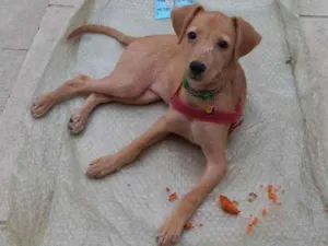 Cachorro raça SRD idade 2 a 6 meses nome Clara de assis