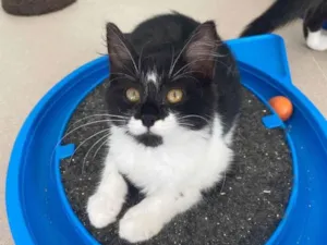Gato raça Srd idade 2 a 6 meses nome Barbara