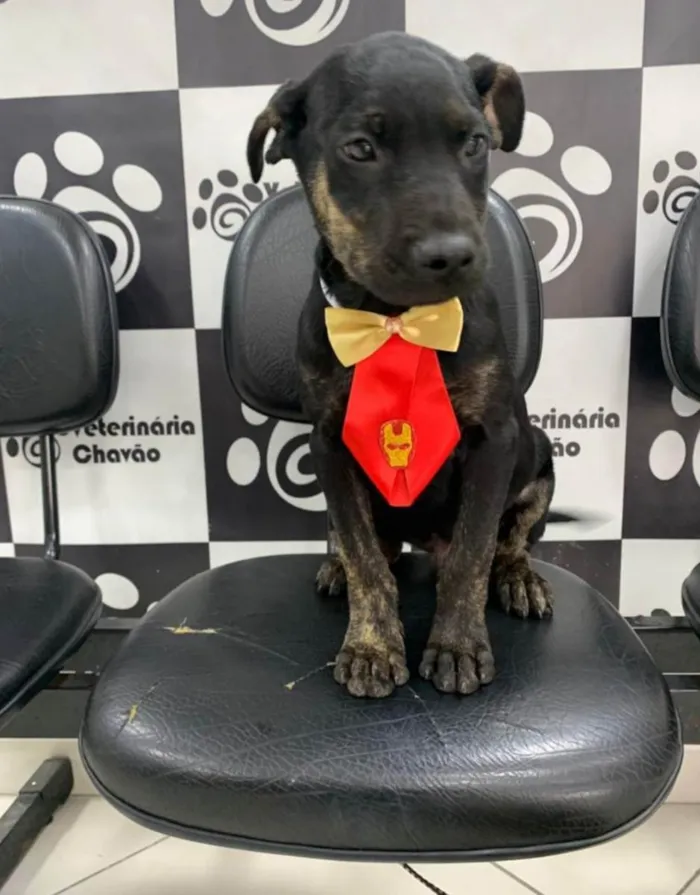 Cachorro ra a Mix Pitbull idade 2 a 6 meses nome Nego do Borel 