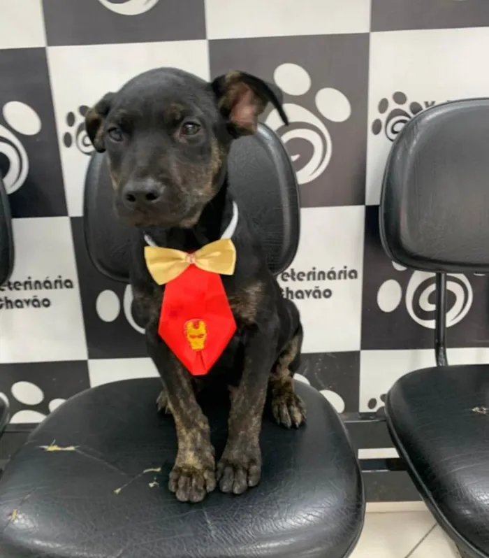 Cachorro ra a Mix Pitbull idade 2 a 6 meses nome Nego do Borel 