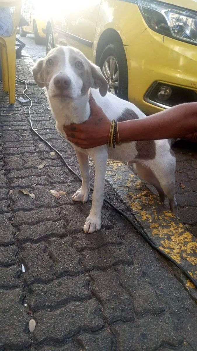 Cachorro ra a SRD idade 2 a 6 meses nome Sem nome