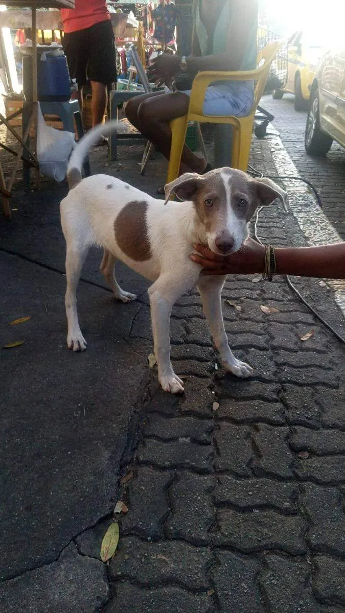 Cachorro ra a SRD idade 2 a 6 meses nome Sem nome