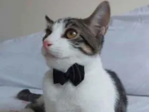 Gato raça Sem raça definida  idade 2 a 6 meses nome Molly - CASTRADO 