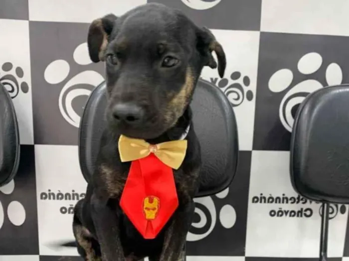Cachorro ra a Mix Pitbull idade 2 a 6 meses nome Nego do Borel 