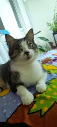 Nininho