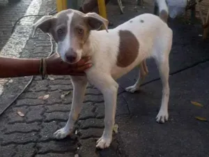 Cachorro raça SRD idade 2 a 6 meses nome Sem nome