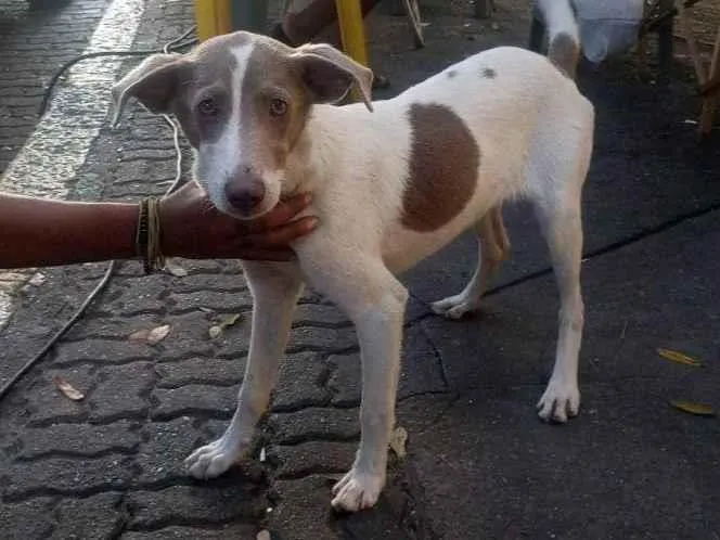 Cachorro ra a SRD idade 2 a 6 meses nome Sem nome