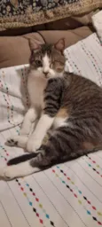 Nininho