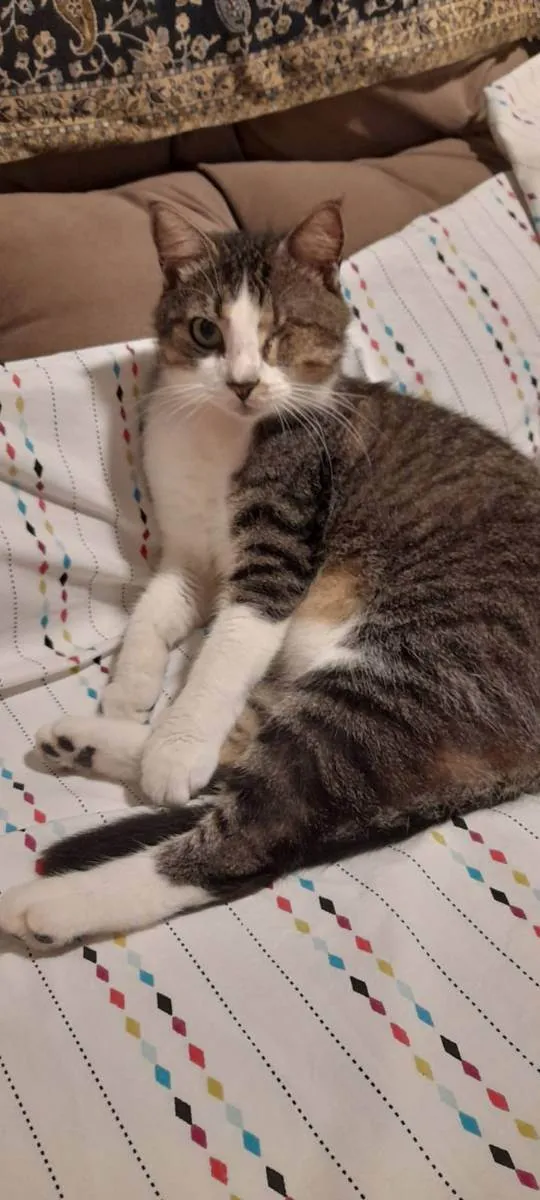 Gato raça Srd idade 4 anos nome Nininho
