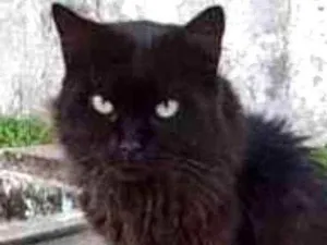Gato raça Srd idade 5 anos nome Rafael