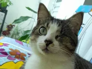 Gato raça Srd idade 4 anos nome Nininho