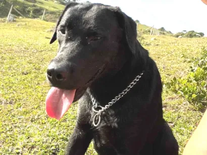 Cachorro raça Mix Labrador idade 7 a 11 meses nome Blue