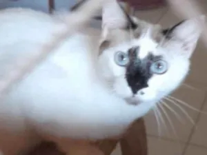 Gato raça Srd idade 7 a 11 meses nome Pérola 