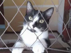 Gato raça Srd idade 2 a 6 meses nome Lilica