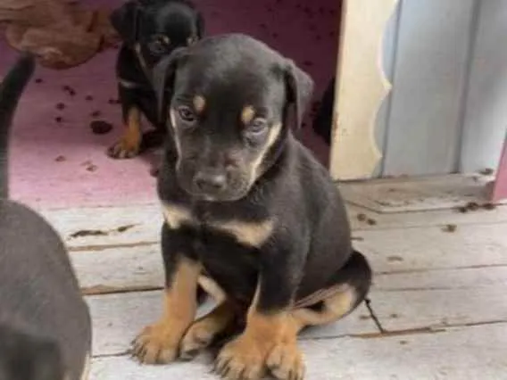 Cachorro ra a Vira lata idade Abaixo de 2 meses nome Filhotes