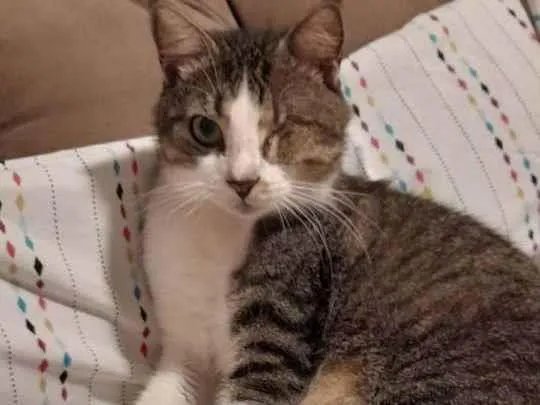 Gato raça Srd idade 4 anos nome Nininho