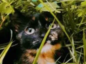 Gato raça Vira lata idade 3 anos nome Gatinha