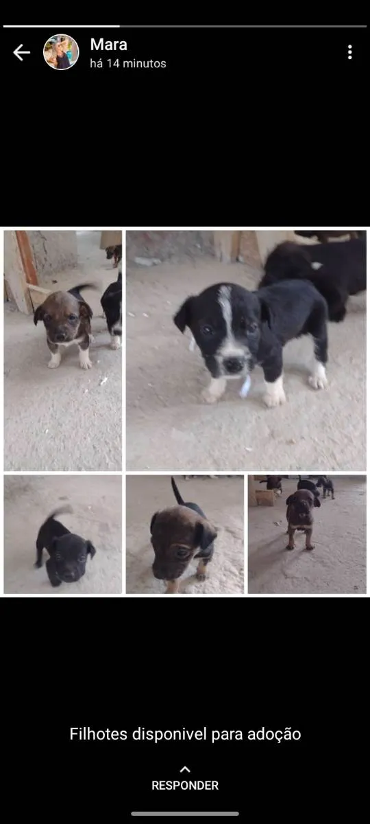 Cachorro ra a Indefinidas idade Abaixo de 2 meses nome Filhotes 