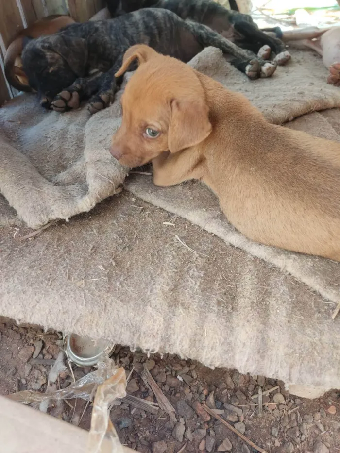 Cachorro ra a Pit Bull c/ virá lata  idade 2 a 6 meses nome Sem nome ainda 