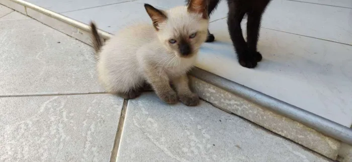 Gato ra a Vira lata idade Abaixo de 2 meses nome Sem nome 3