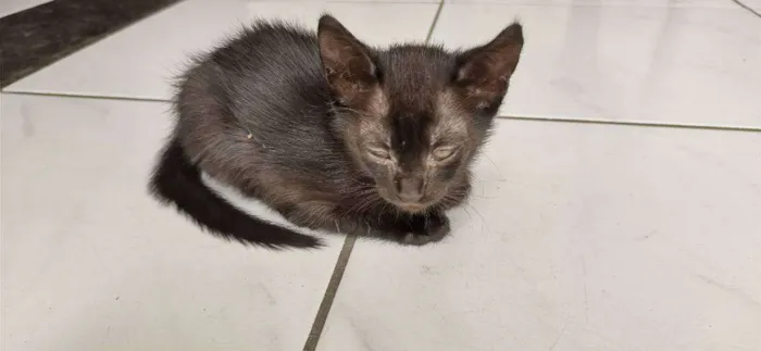 Gato ra a Vira lata idade Abaixo de 2 meses nome Sem nome 5