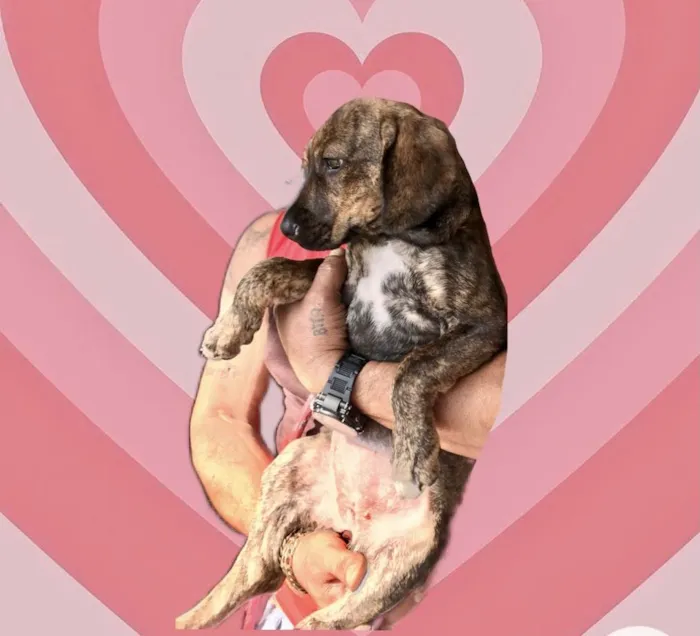 Cachorro raça Srd idade 2 a 6 meses nome Nina bb3meses 