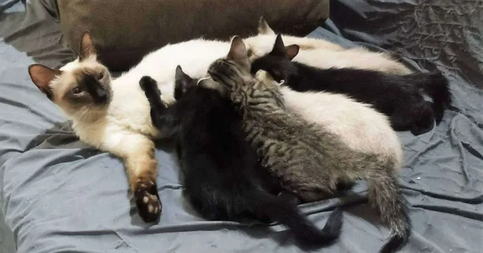 Gato ra a vara lata idade Abaixo de 2 meses nome sem nome