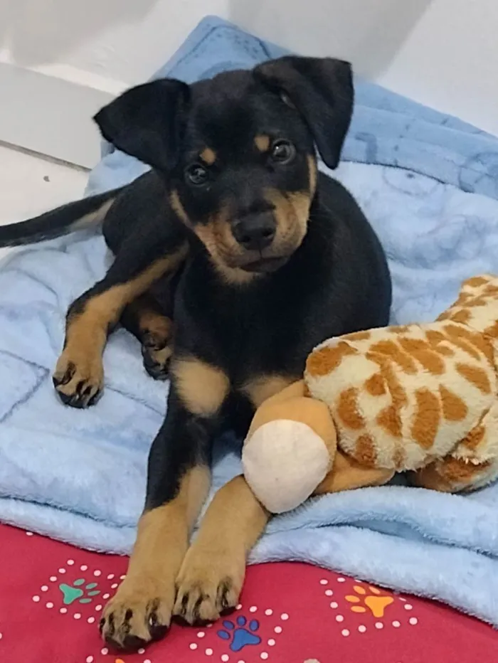 Cachorro ra a Vira Lata idade 2 a 6 meses nome Snoop