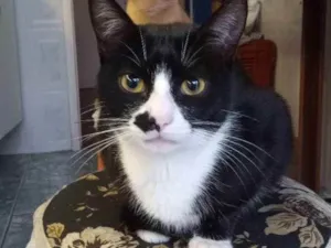 Gato raça srd idade 2 a 6 meses nome Tom