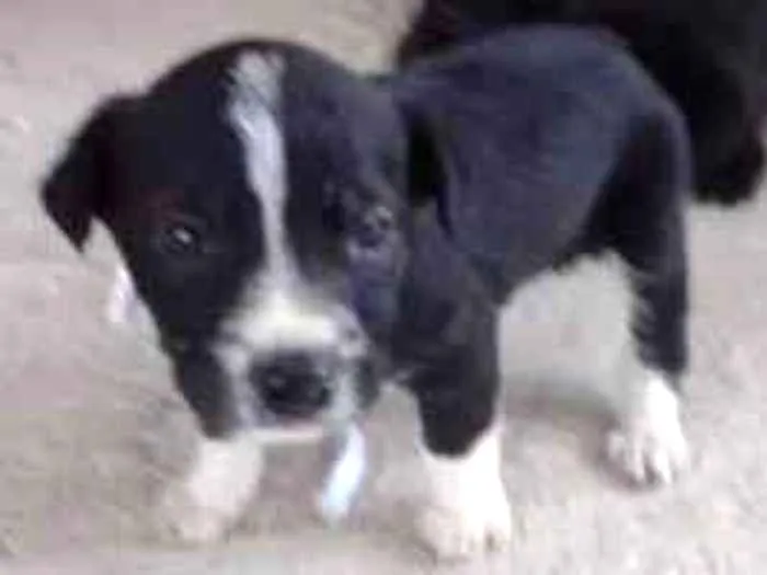 Cachorro ra a Indefinidas idade Abaixo de 2 meses nome Filhotes 