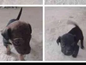 Cachorro ra a Indefinidas idade Abaixo de 2 meses nome Filhotes 